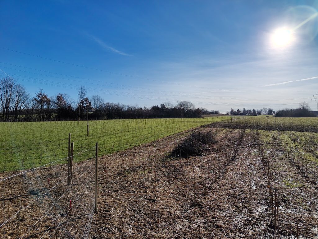 Die Windkraft Forstenrieder Park hat insgesamt 2,5 Hektar Aufforstungsflächen in der Gemeinde Baierbrunn bepflanzt.