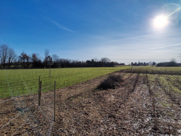 Die Windkraft Forstenrieder Park hat insgesamt 2,5 Hektar Aufforstungsflächen in der Gemeinde Baierbrunn bepflanzt.