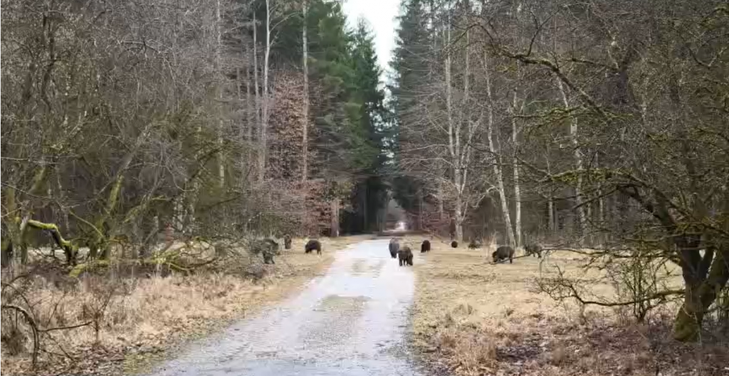 Wildschweine im Forstenrieder Park