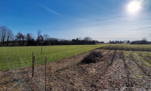 Die Windkraft Forstenrieder Park hat insgesamt 2,5 Hektar Aufforstungsflächen in der Gemeinde Baierbrunn bepflanzt.
