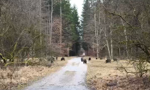 Wildschweine im Forstenrieder Park
