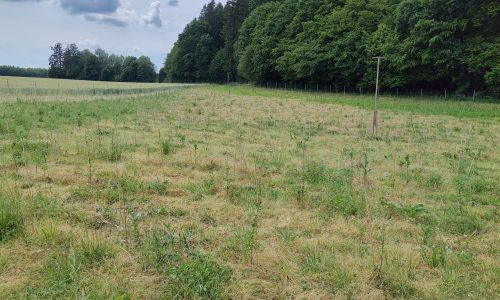 Pflegemaßnahmen der Ausgleichsflächen in Baierbrunn